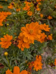 orange chrysanthemum flowers