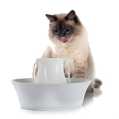 siberian cat and fountain in studio