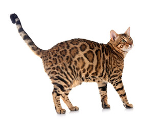 bengal cat in studio