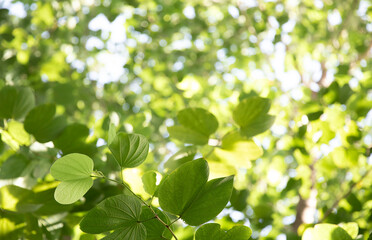 Blurred natural green leaves with bokeh background