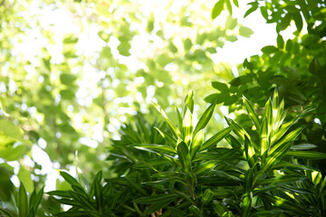 Fototapeta premium Blurred natural green leaves with bokeh background