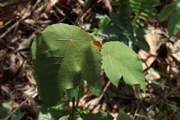 Large green leaves with prominent veins, from a tropical plant, caught in the sun