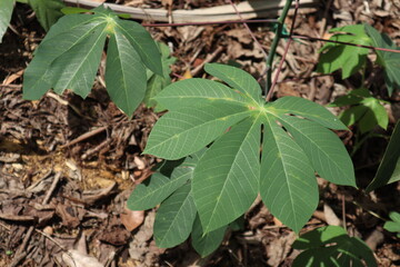 Close-up of green leaves from a cassava plant