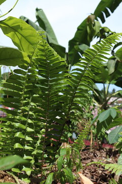 A lush green fern, family Polypodiaceae, with long, narrow fronds that grow abundantly