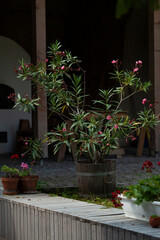 Naklejka premium Potted flowering plant outdoor