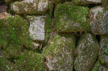 Textured Close Up of a Damp Stone Wall Covered in Vibrant Green Moss and Lichen in Natural Sunlight