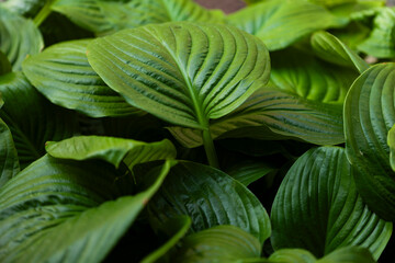 Lush Green Plant Leaves
