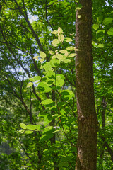 Obraz premium Sunlight filtering through green forest canopy illuminating delicate leaves and textured tree bark