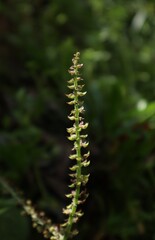 close-up of tall grass flower with small and many petals