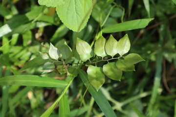 Close-up of various green leaves, long and narrow grass, and wide and serrated leaves