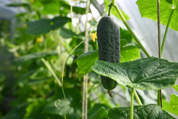 Cucumber harvest in a country greenhouse