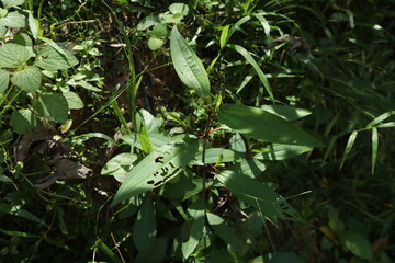 The green foliage of the senggani plant or Melastomataceae is dense with elongated leaves that form clusters