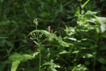 Obraz premium slender grassy plant with light purple-pink buds and small clusters of flowers