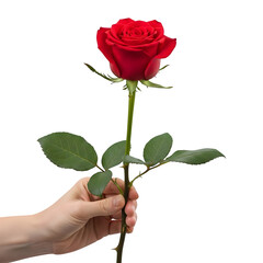 Red rose flower romantic love valentine gift hand holding single stem bloom blossom beauty isolated black background on transparent background