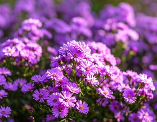 Obraz premium Close-up of vibrant purple flowers