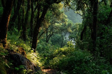 Fototapeta premium Lush forest path bathed in sunlight