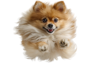 Cute and Playful Pomsky Dog with Fluffy Coat Jumping Against a White Background Capturing Joyful Moments