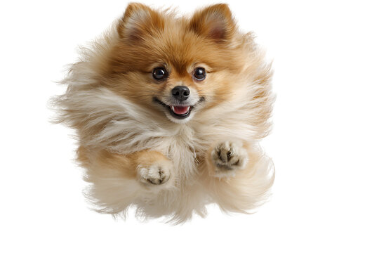 Cute and Playful Pomsky Dog with Fluffy Coat Jumping Against a White Background Capturing Joyful Moments