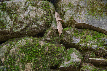 Close up of moss covered rocks forming a textured natural wall with a weathered stick fragment