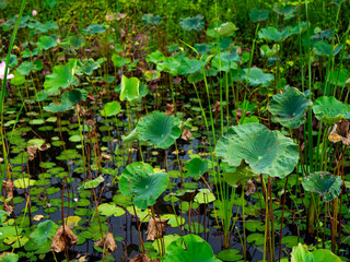 Water Garden with Lotus and Lilies - Calm Nature Background.