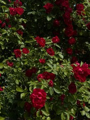 Blooming roses in a garden