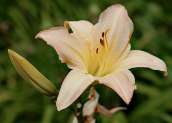 Obraz premium Coral pink Hemerocallis hybrid daylily Corryton Pink in flower in the garden