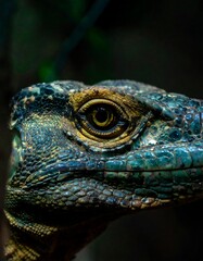 Fototapeta premium Close-up of a lizard's head (3)