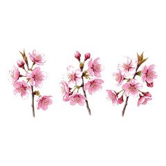 Vector art of watercolor cherry blossom branches isolated on white background illustration