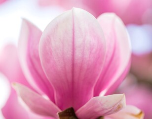Fototapeta premium Close-up of a magnolia flower