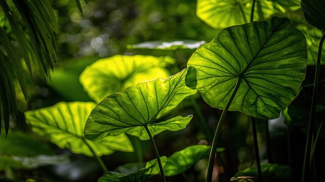 Lush Green Elephant Ear Plant Leaves Illuminated by Sunlight in a Tropical Botanical Garden
