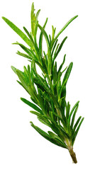 Obraz premium Close-up of fresh rosemary sprig (1)