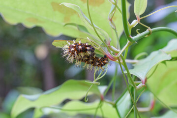 ルリタテハの幼虫