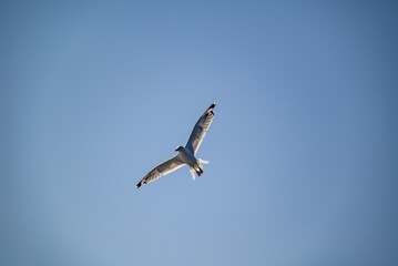 Seagulls flying in a clear blue sky on a sunny day