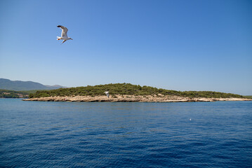 Seagulls flying over water on a sunny day