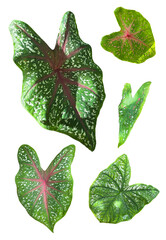 Collection of vibrant caladium leaves in green with red and white variegation, isolated on white background for botanical and decorative use
