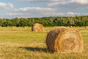 Fototapeta premium Hay rolls in a golden field