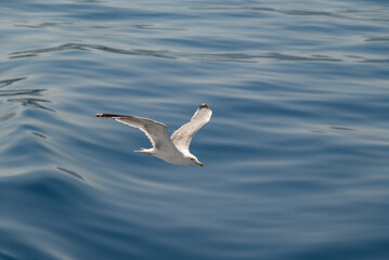 Seagulls flying over water on a sunny day