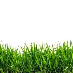 Obraz premium Lush Green Grass Isolated On White Background: A close-up captures the vibrant, verdant beauty of a patch of lush green grass, a testament to the simple elegance of nature.