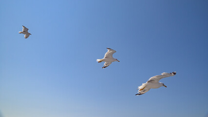 Seagulls flying in a clear blue sky on a sunny day