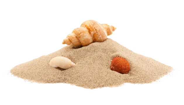 seashells on sand isolated on white background