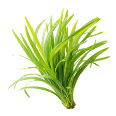 Obraz premium Close-up of a bunch of vibrant green, blade-like leaves