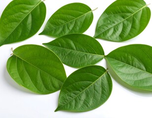 Obraz premium Fresh green leaves on white