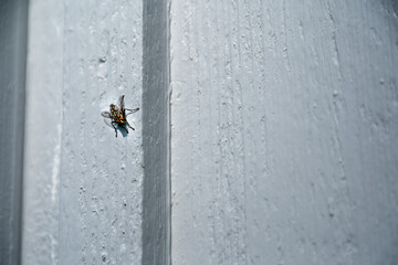 Small Insect on White Painted Surface