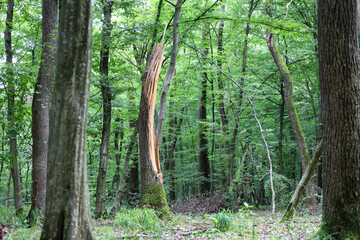 Rare sunbeams break through the dense foliage, illuminating a split tree trunk in the center of the composition. Its light wood creates a bright accent among the dark green shades of the forest, addin