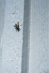 Small Predatory Insect Engaged in Hunting Outdoor Vertical Surface