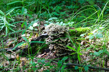 A small stump, covered with moss and tinder fungi, is located in dense green grass. This composition demonstrates the natural process of decomposition that sustains life in the forest environment.