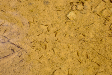 Small fish swim in clear water that covers a sandy bottom. This image creates a sense of tranquility and a natural environment.