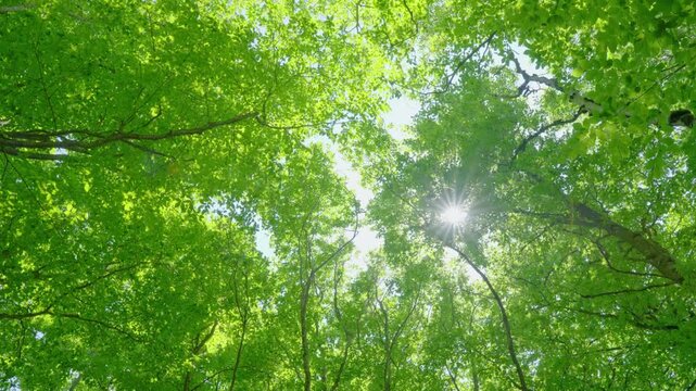 The sun shines through the dense woods and a gust of wind blew