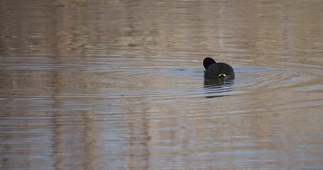 American Coot Diving into the Water