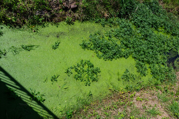 Duckweed in a small stream
